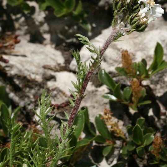 Achillea oxyloba Hábitos