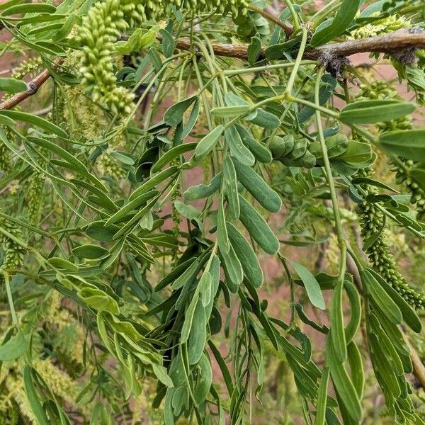 Prosopis glandulosa Blatt
