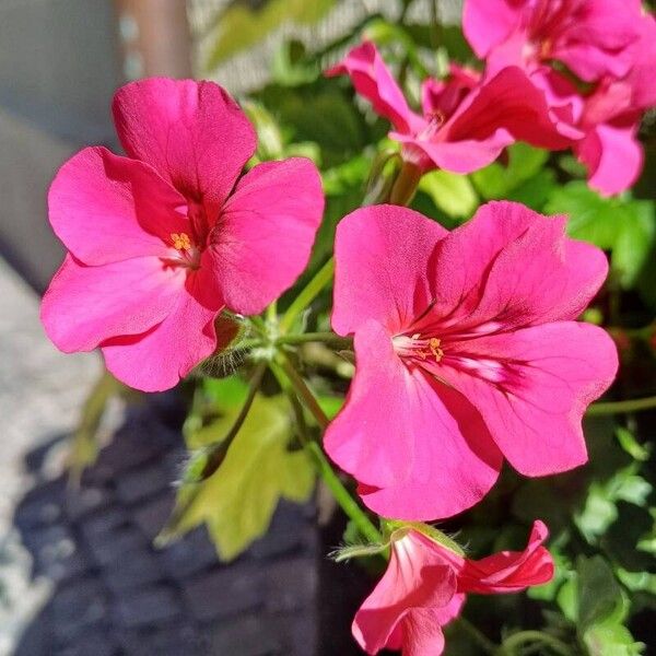 Pelargonium peltatum ফুল