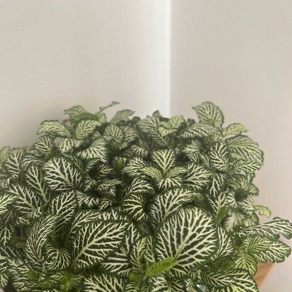 Fittonia albivenis Hostoa