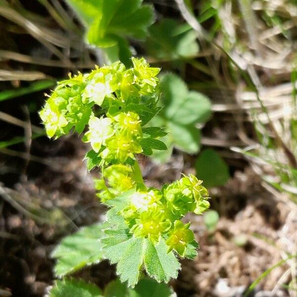 Alchemilla monticola Flower