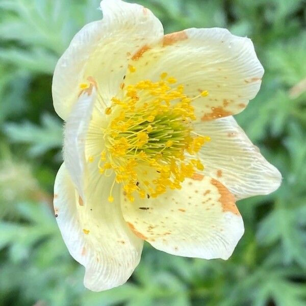 Pulsatilla alpina Flower