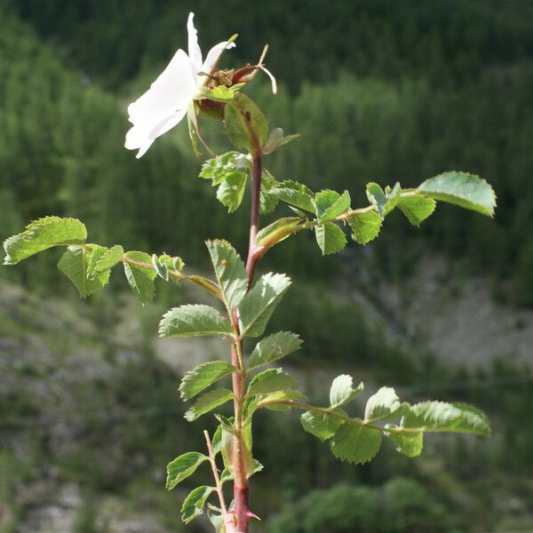 Rosa montana Habitus