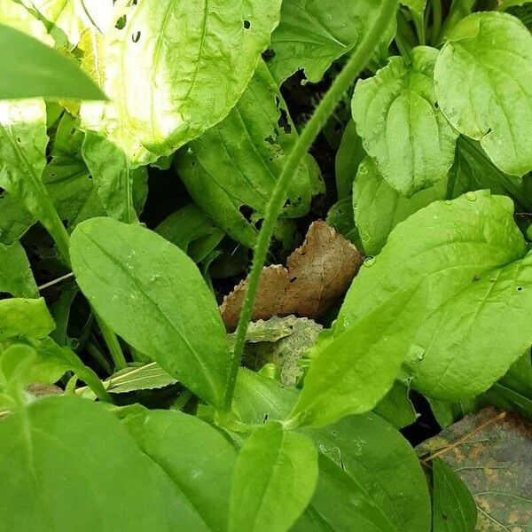 Silene noctiflora বাকল