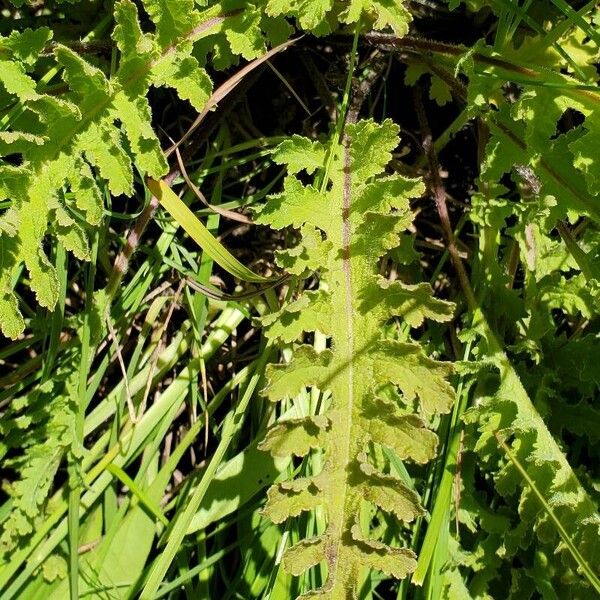 Pedicularis canadensis Leaf