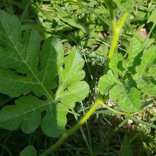 Citrullus lanatus Blad