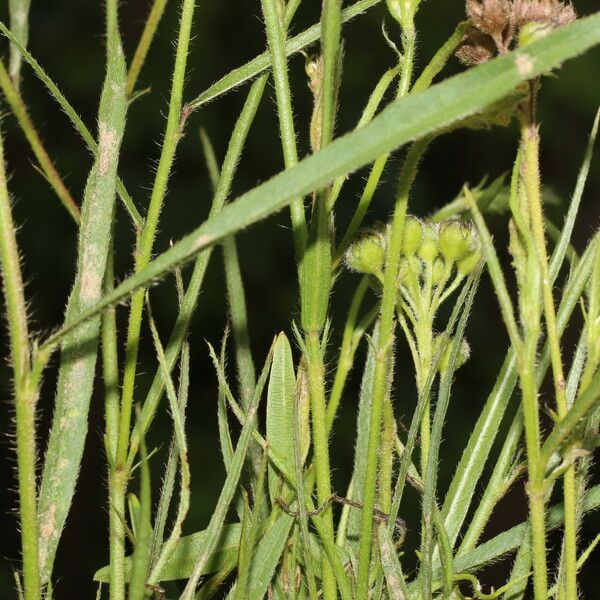 Sida linifolia Blatt