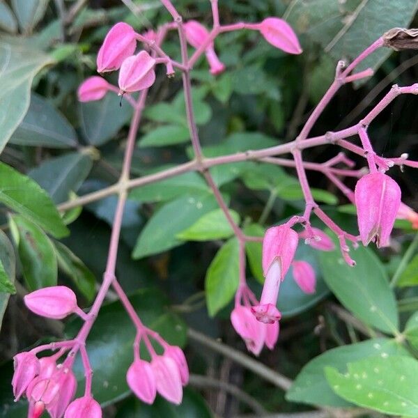 Fridericia chica Flors