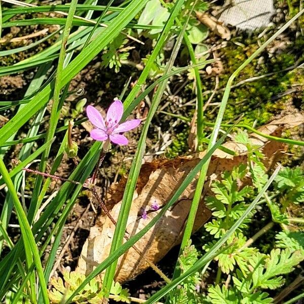 Erodium aethiopicum Flower