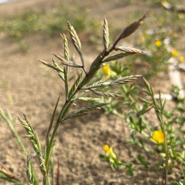 Cutandia maritima 花