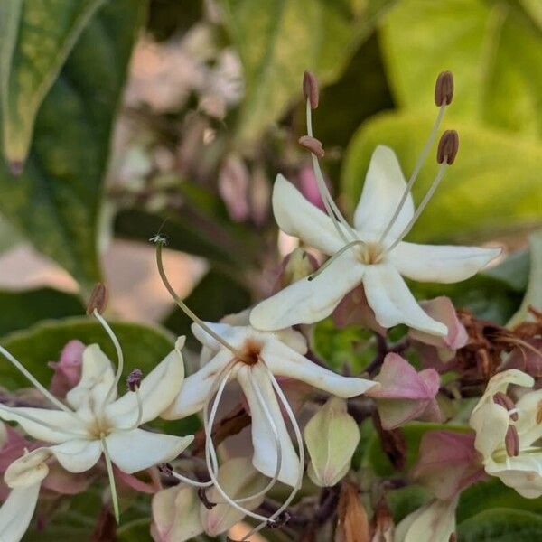 Clerodendrum trichotomum Blomst