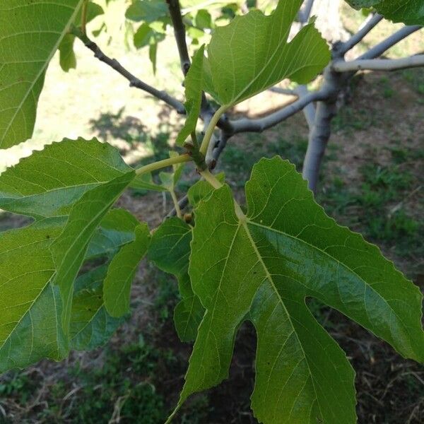 Ficus carica Leaf