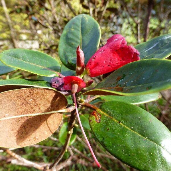 Rhododendron sherriffii Flower