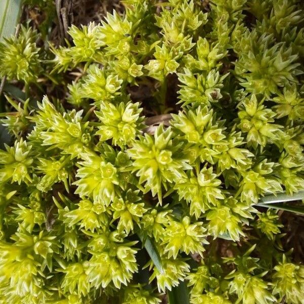Scleranthus uncinatus Blomst