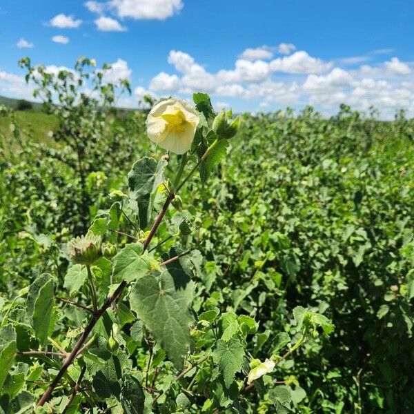 Abutilon grandiflorum Habitus