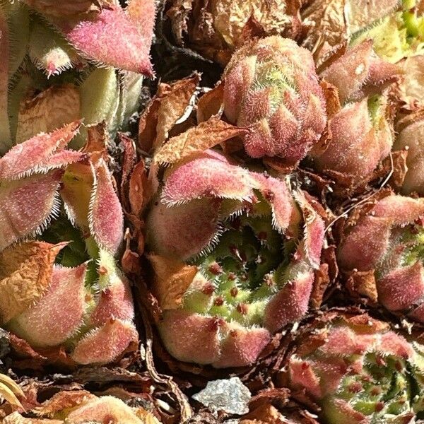 Sempervivum vicentei Fulla