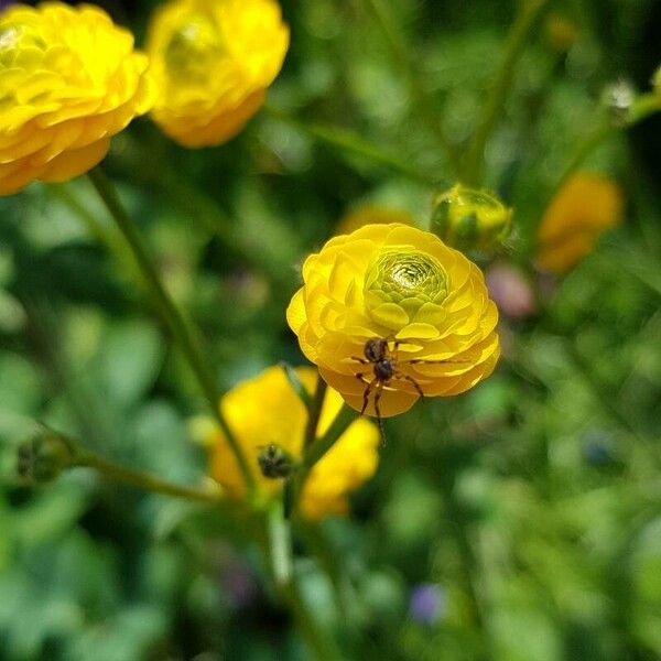 Ranunculus acris ফুল