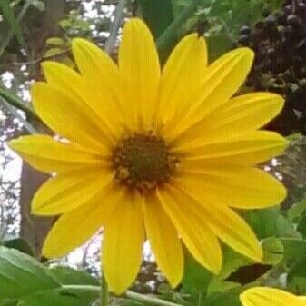 Helianthus tuberosus Žiedas