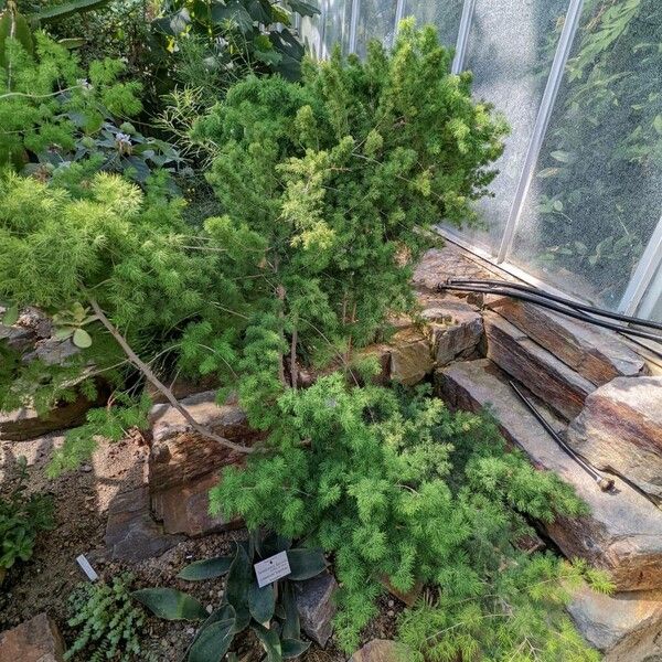 Asparagus retrofractus (Ming fern)