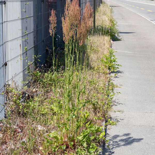 Rumex thyrsiflorus Hàbitat