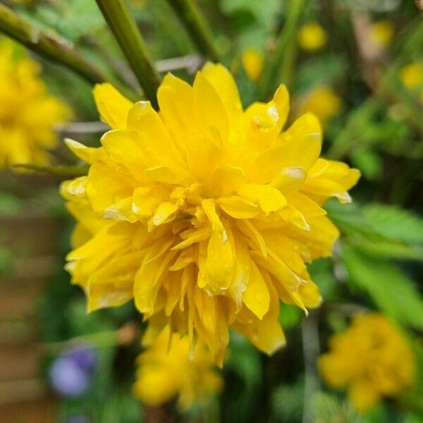 Kerria japonica Flower