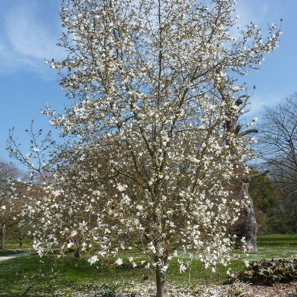 Magnolia salicifolia Habitus