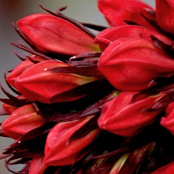 Lobelia cardinalis Fiore