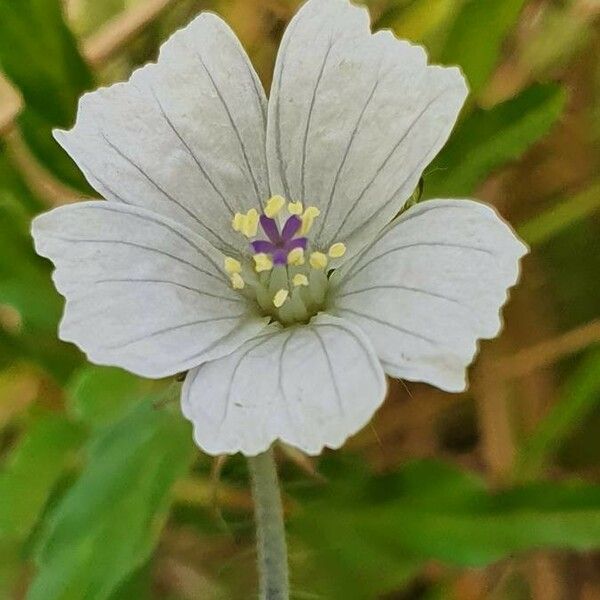 Monsonia angustifolia Blomma