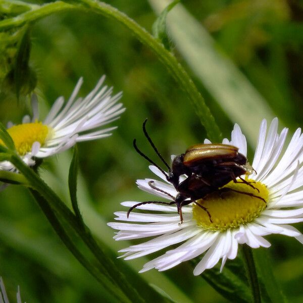 Bellis sylvestris Flor