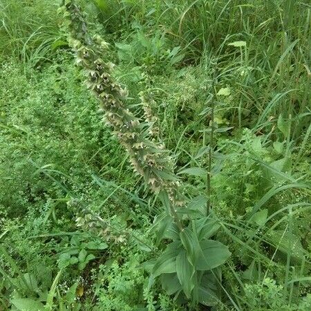 Veratrum californicum Celota