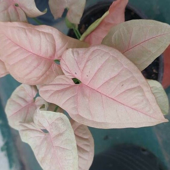 Syngonium podophyllum Leaf