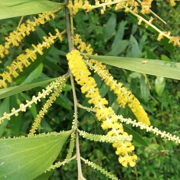 Acacia auriculiformis Floro