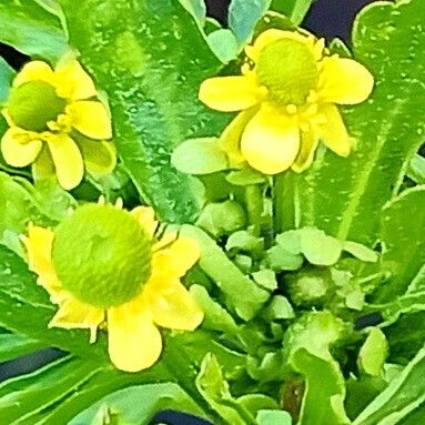 Ranunculus sceleratus Kwiat