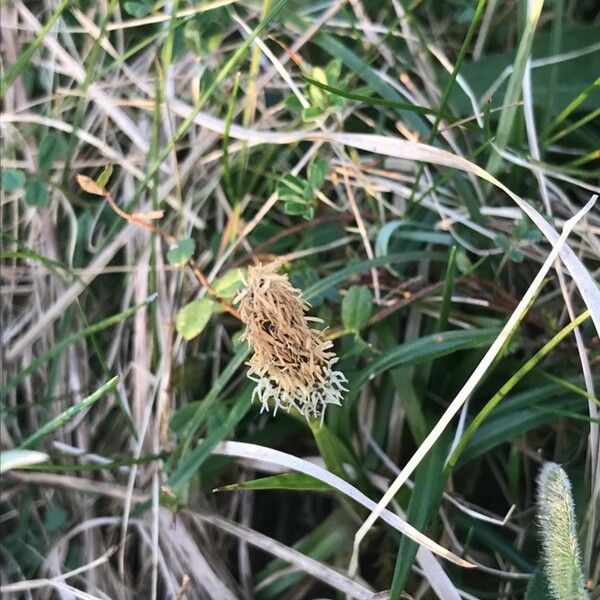 Carex oederi फूल