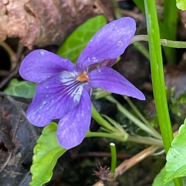 Viola reichenbachiana Žiedas