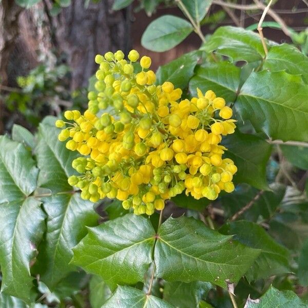 Berberis aquifolium Flower