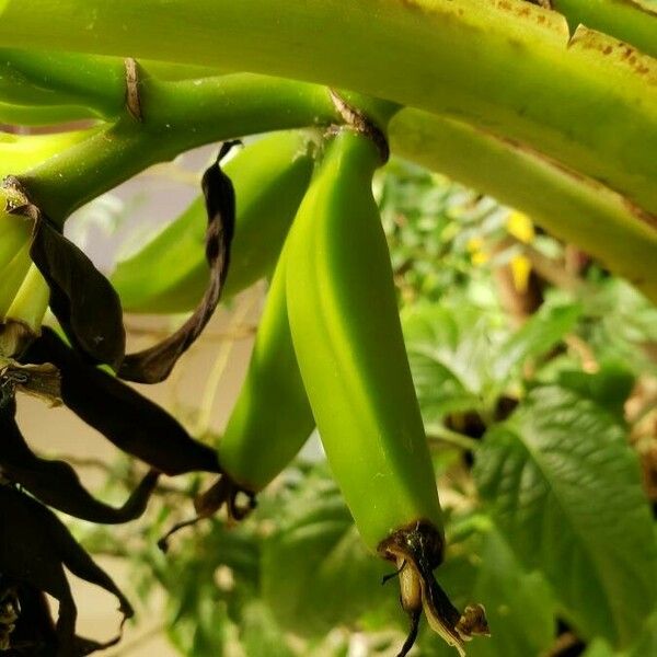 Musa acuminata Hedelmä