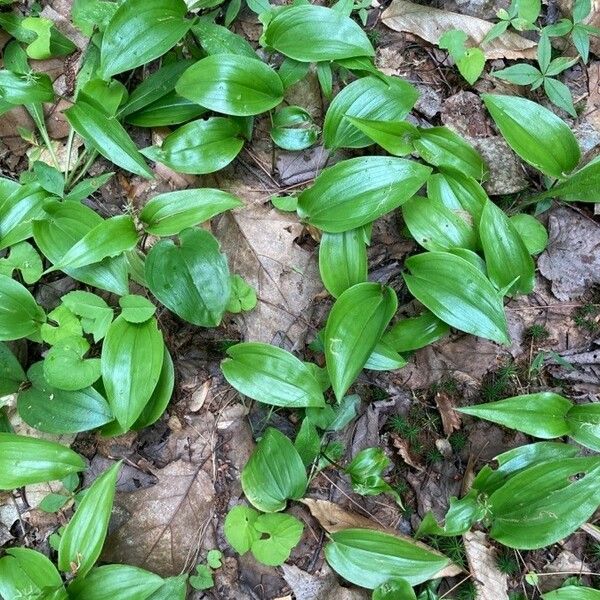 Maianthemum canadense 叶