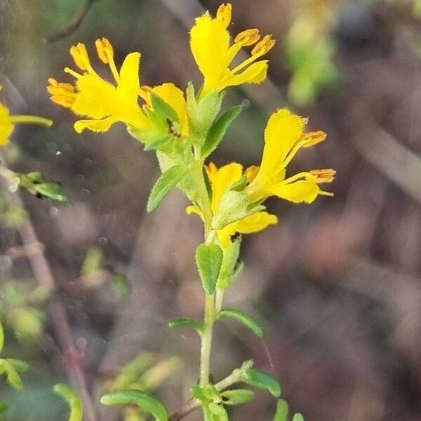 Odontites luteus Blomst