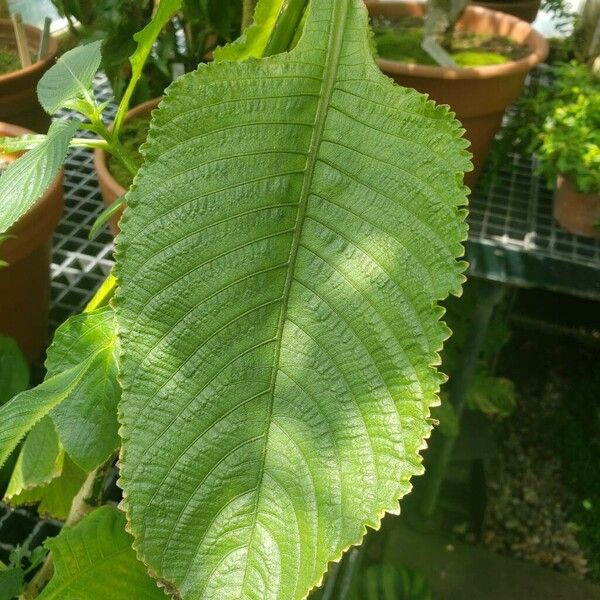 Brillantaisia cicatricosa Leaf