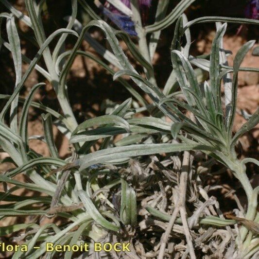 Echium albicans Hábito