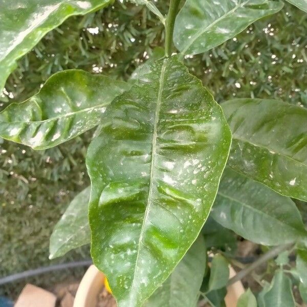 Citrus medica Hostoa