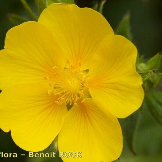 Potentilla delphinensis Flower