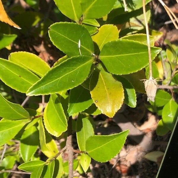 Pyrenaria microcarpa