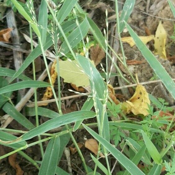 Digitaria ciliaris Liść