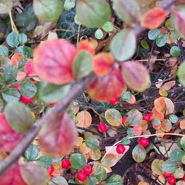 Cotoneaster hjelmqvistii Leht