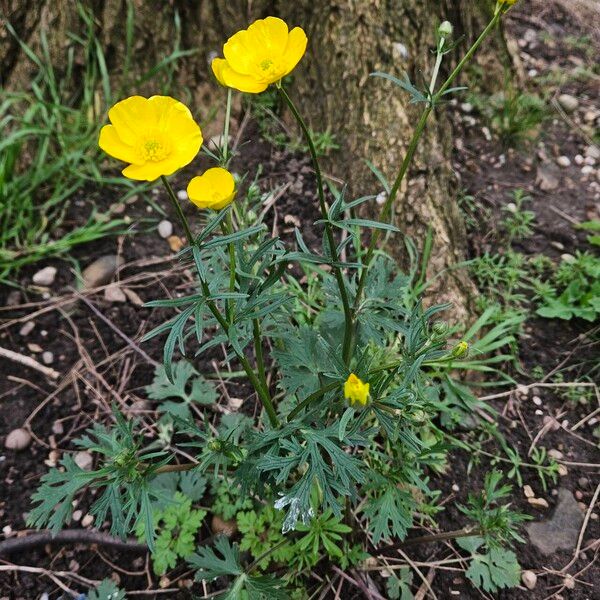 Ranunculus acris Habit