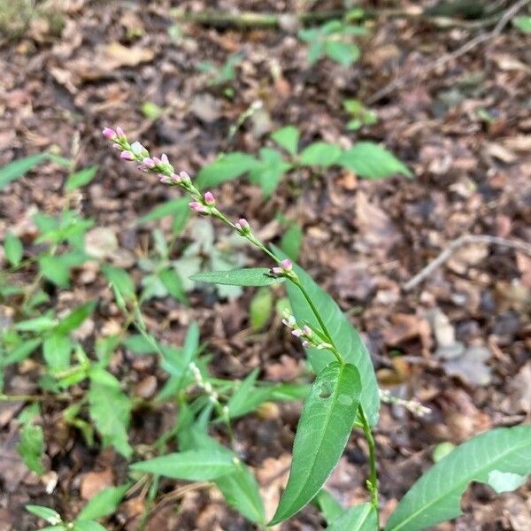 Persicaria minor Lapas