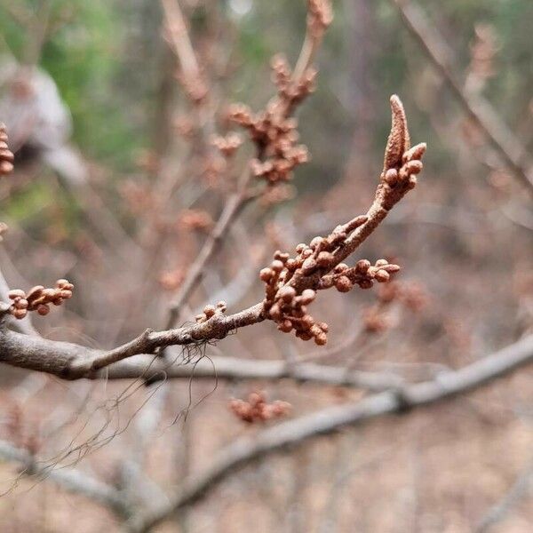 Shepherdia canadensis Φρούτο