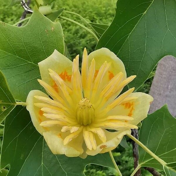 Liriodendron tulipifera Квітка